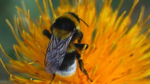 abejorro_en_flor_amarilla.jpg