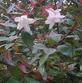abelia-grandiflora.jpg
