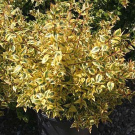 abelia-grandiflora-kaleidoscope.jpg