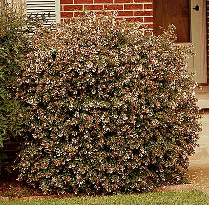 abelia.jpg