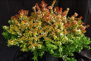 Abelia-Kaleidoscope1.jpg