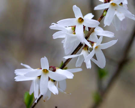abeliophyllum_distichum.jpg