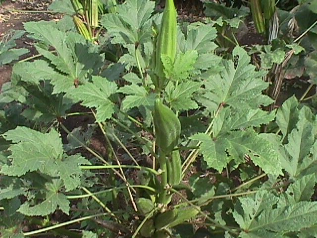 Abelmoschus_esculentus_25.jpg