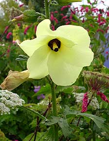 abelmoschus_manihot.jpg