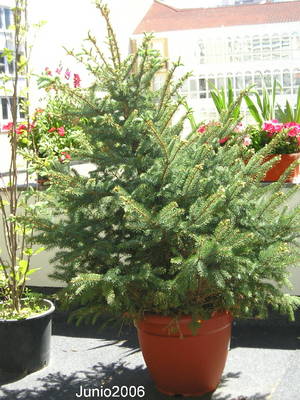 Abeto2006.jpg