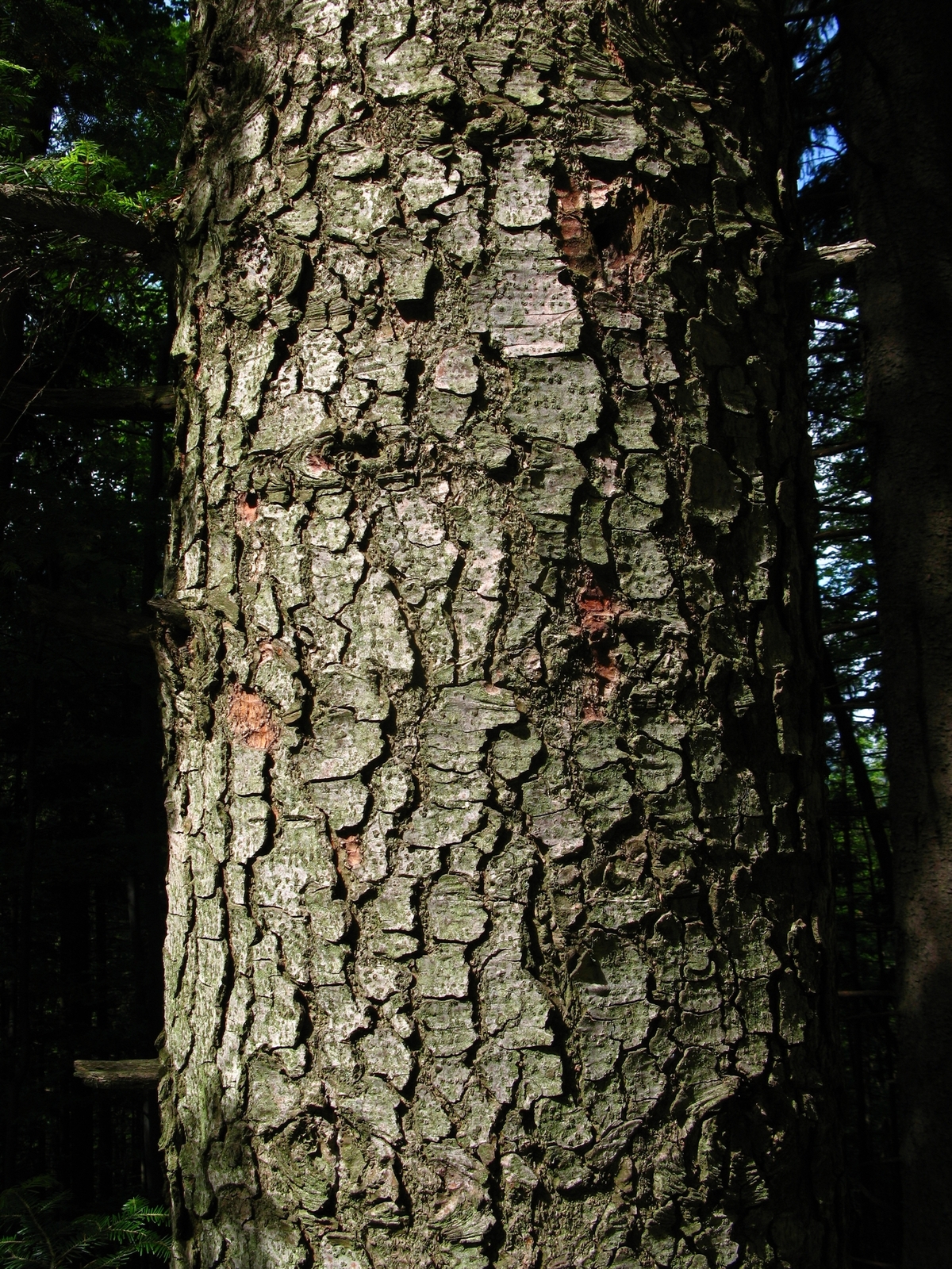 Abies_alba_bark.JPG