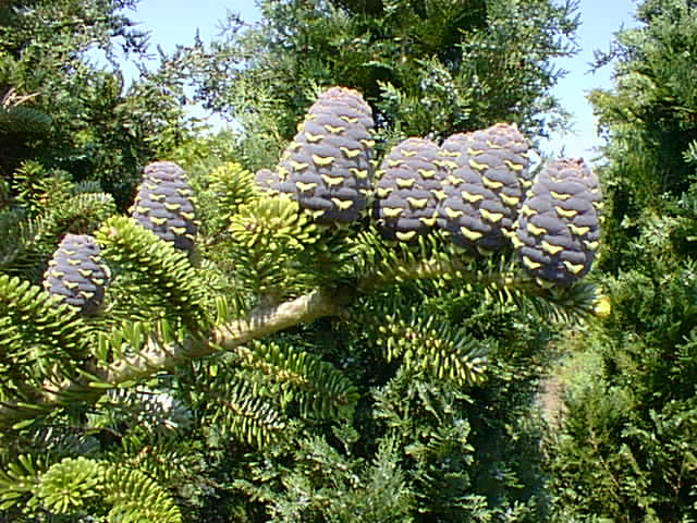 abies_koreana.jpg
