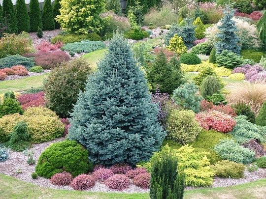 Abies_lasiocarpa_Compacta_view_2.jpg