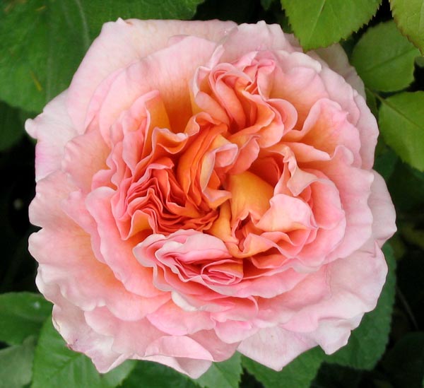 abraham-darby-rose.jpg