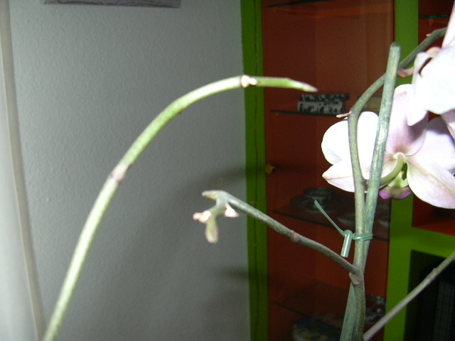 abril06%20058.jpg