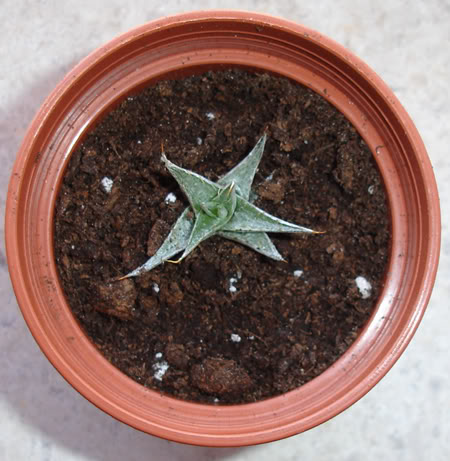 abromeitiellasp07_2008.jpg