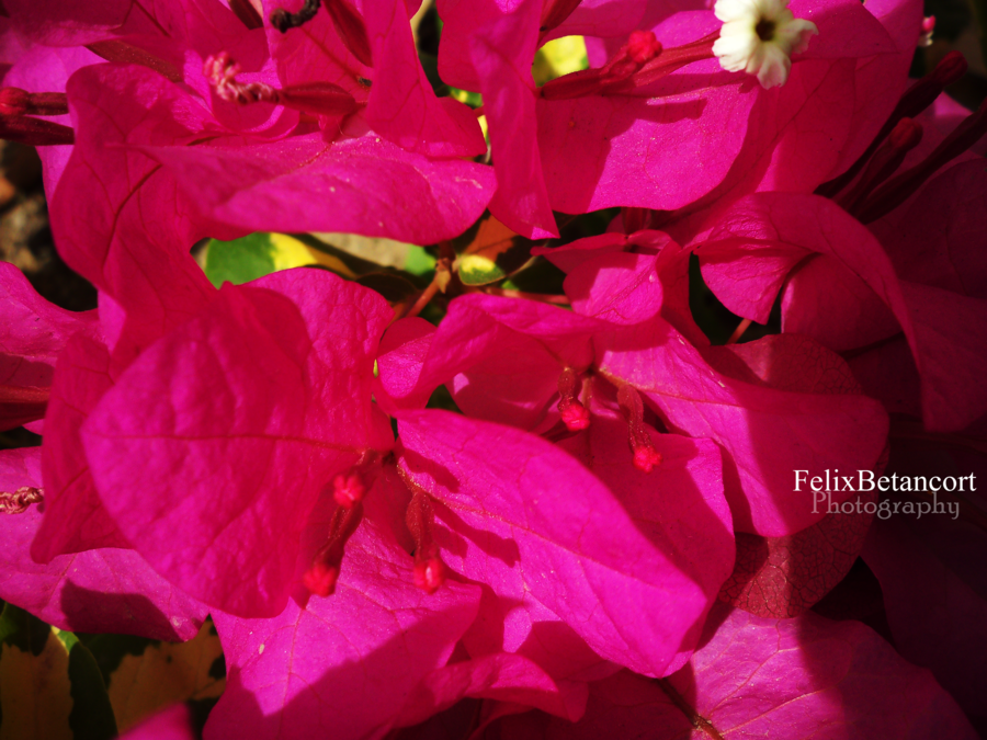 abstract_flowers_by_felixbetancort-d3d1kum.png