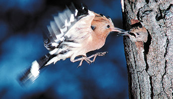 abubilla-upupa-epops-01.jpg