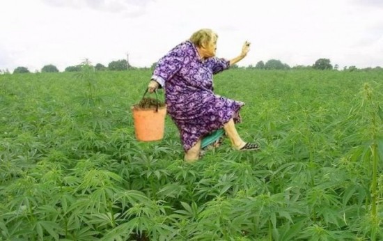 abuela-marihuana-plantillo-550x346.jpg