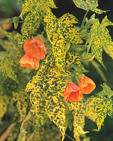 abupictho_01918_l.jpg
