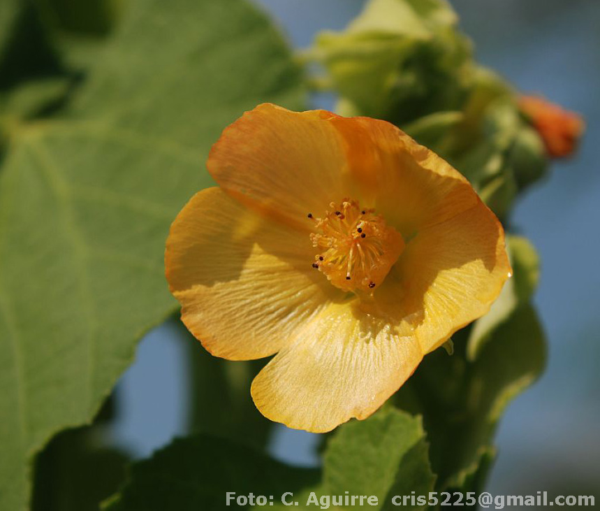 Abutilon%20pauciflorum%20Foto%20Aguirre.jpg