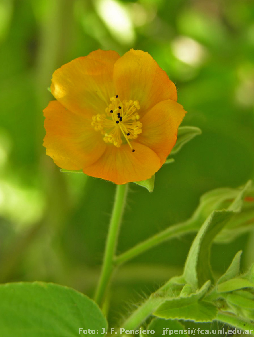 Abutilon%20pauciflorum-Aliscioni%20625%20(1).JPG