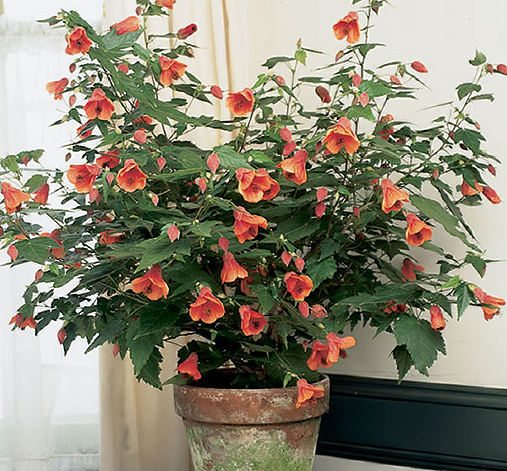 Abutilon-hybridum-in-pot.jpg