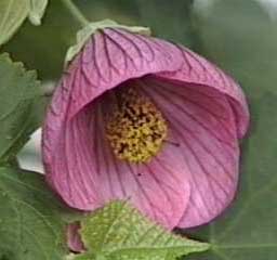 abutilon-hybridum.jpg