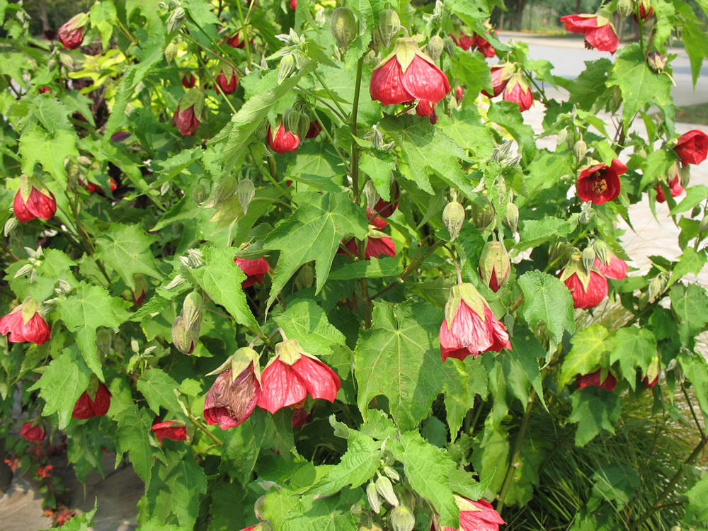 Abutilon-hybridum-Voodoo.jpg