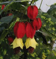 abutilon-megapotamicum.jpg
