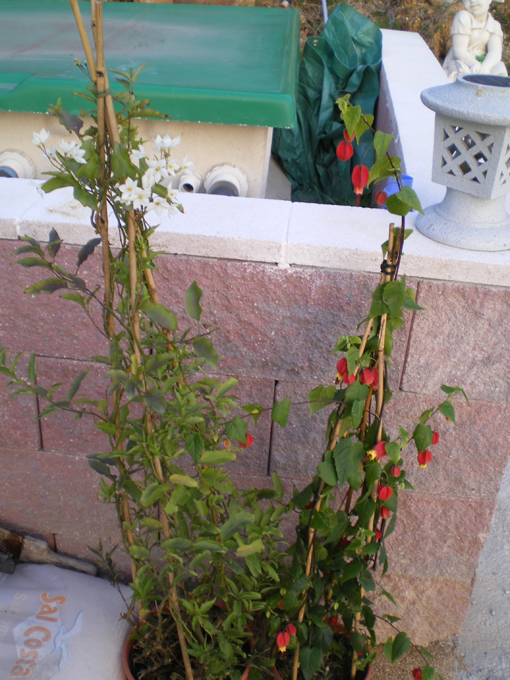 abutilon1.jpg
