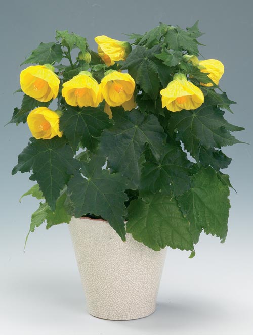 abutilon_hybrid.jpg
