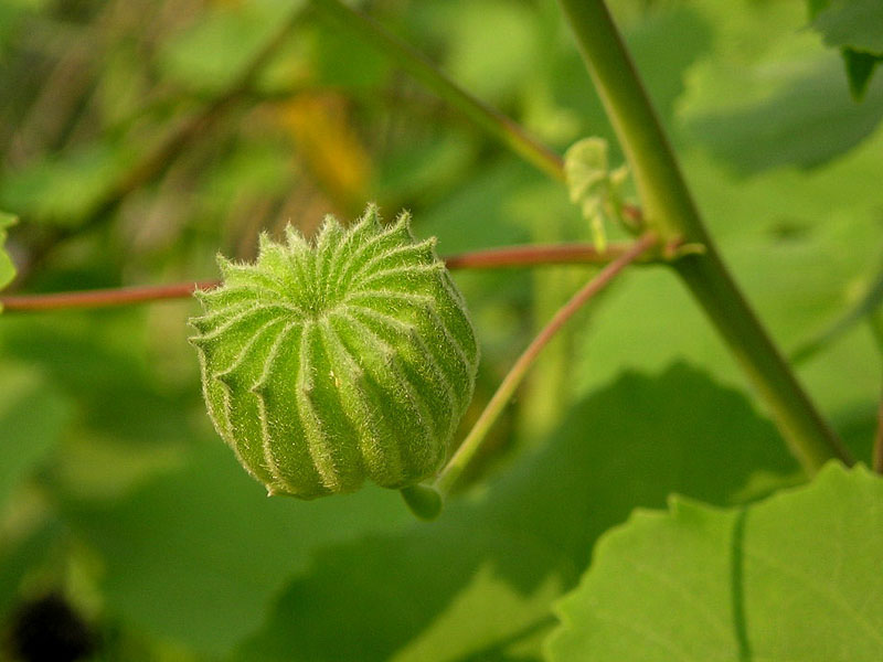 Abutilon_indicum.jpg