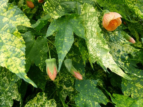 Abutilon_pictum_serres_du_Luxembourg_m.jpg