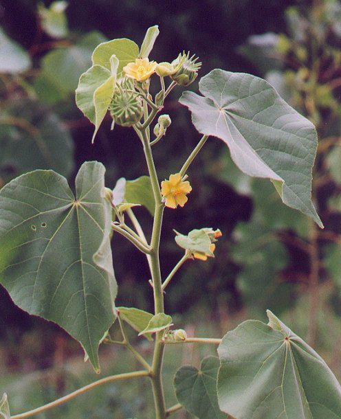Abutilon_theophrasti_plant.jpg