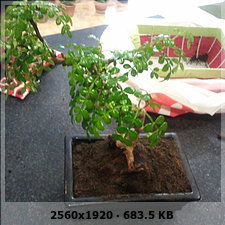 ac339f74c914ead3e9b3015c6a9fb68bo.jpg