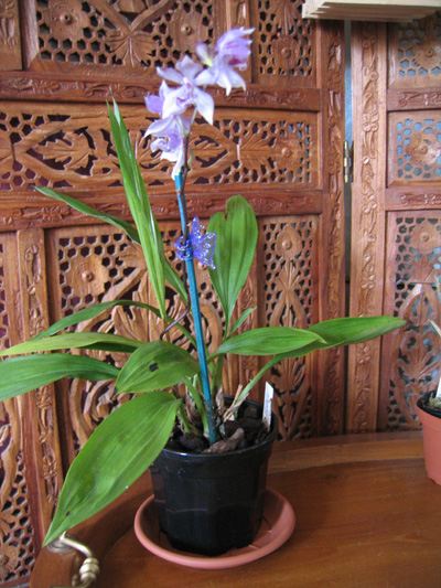 Acacallis%20cyanea%20x%20Paradisanthus%20micranthus2.jpg