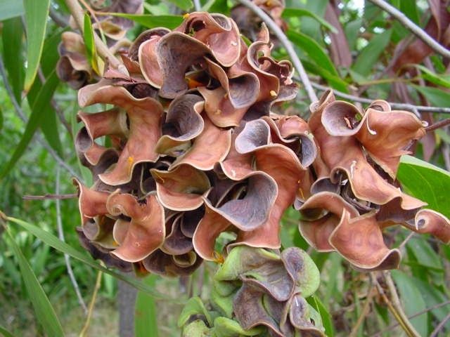 Acacia%20auricu%20fruit2.jpg