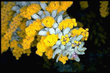 acacia%20baileyana%20rubra.jpg
