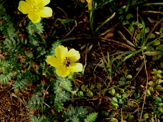Acacia%252520en%252520flor%252520111.jpg