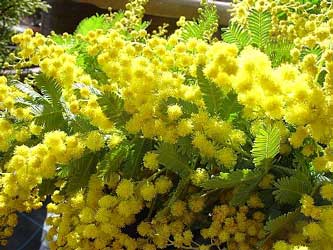 acacia-baileyana.jpg