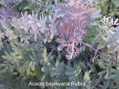 Acacia-baileyana-rubra.jpg