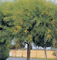 acacia-cyanophylla.jpg