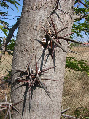 Acacia+de+tres+espinas+-+gleditsia+triacanthos+3.jpg
