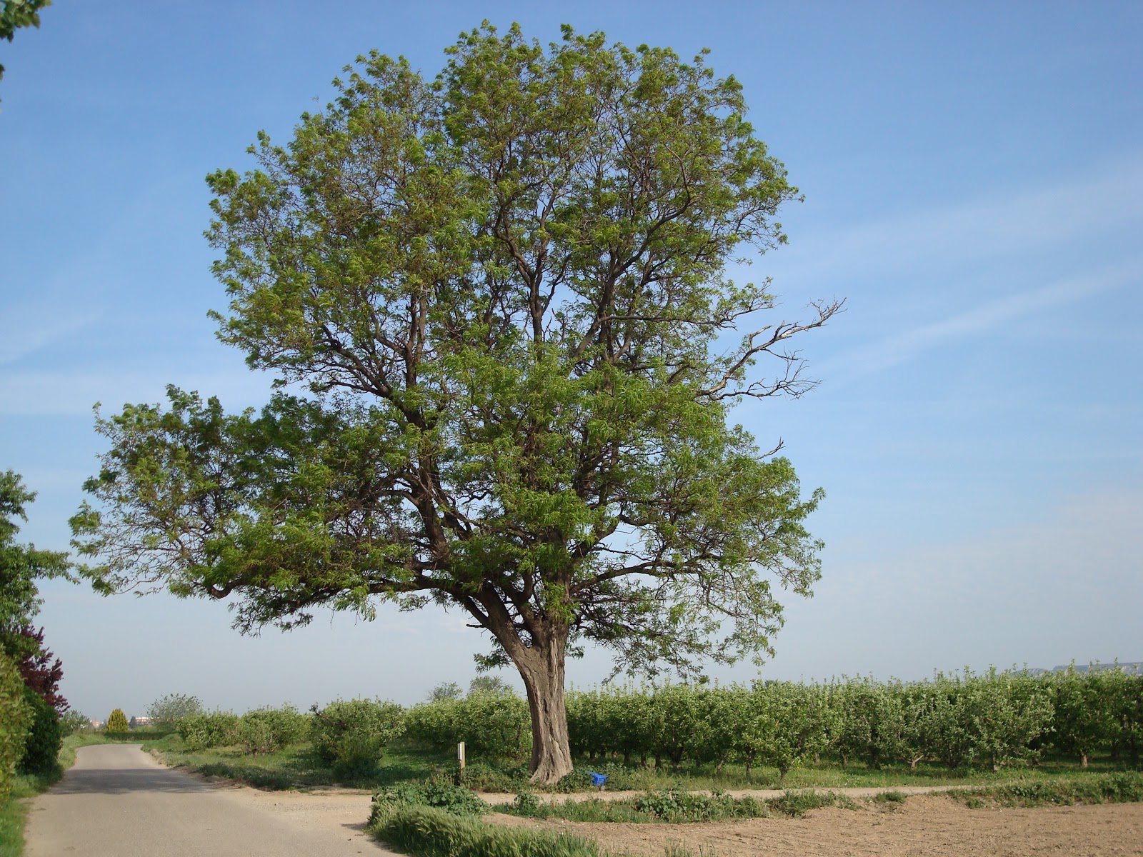 Acacia+de+tres+espinas+-+gleditsia+triacanthos.jpg