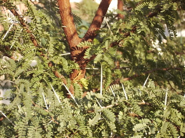 Acacia.jpg