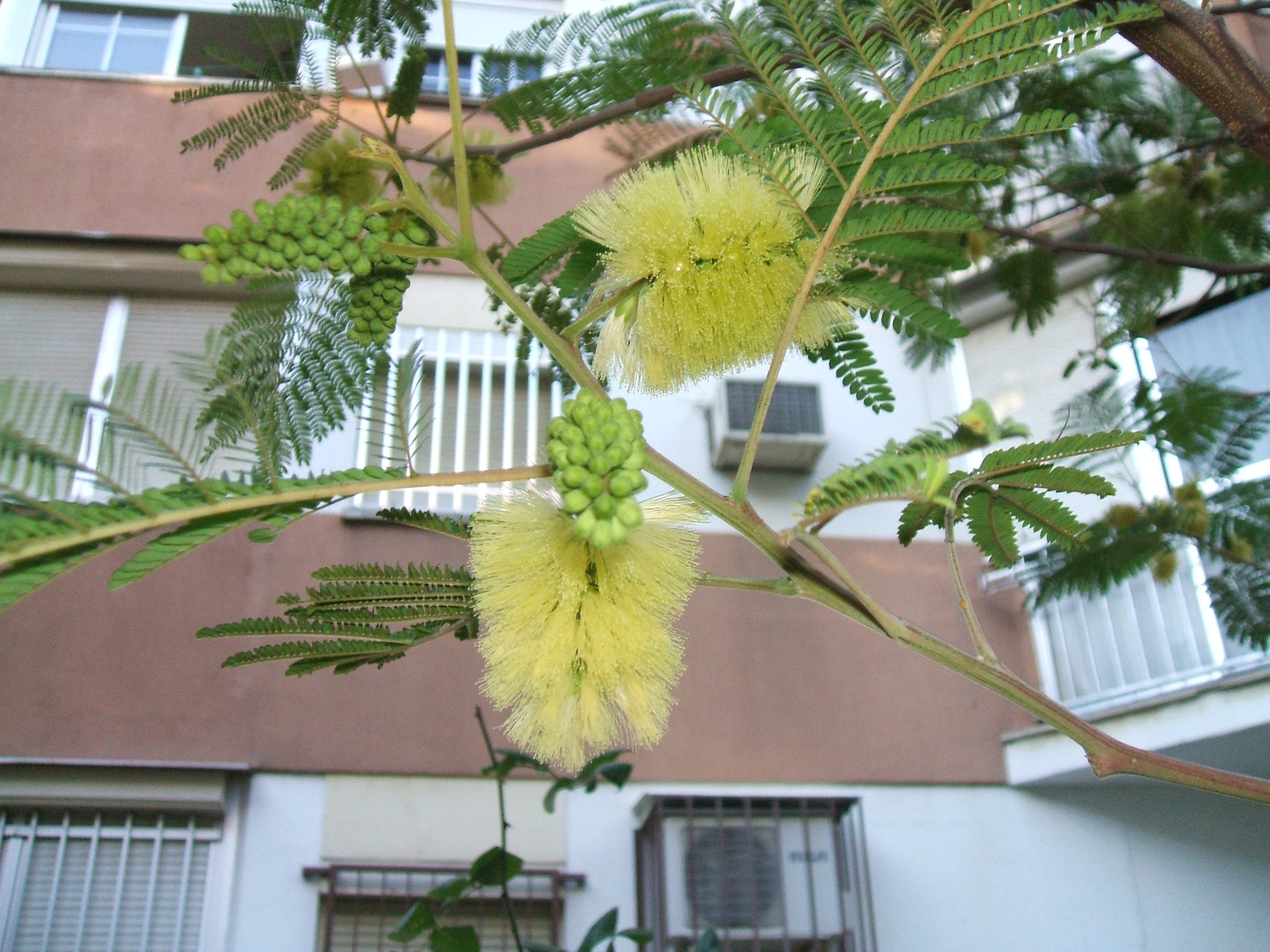 acacia-lofanta-bo-72.jpg