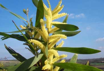 acacia-longifolia.jpg