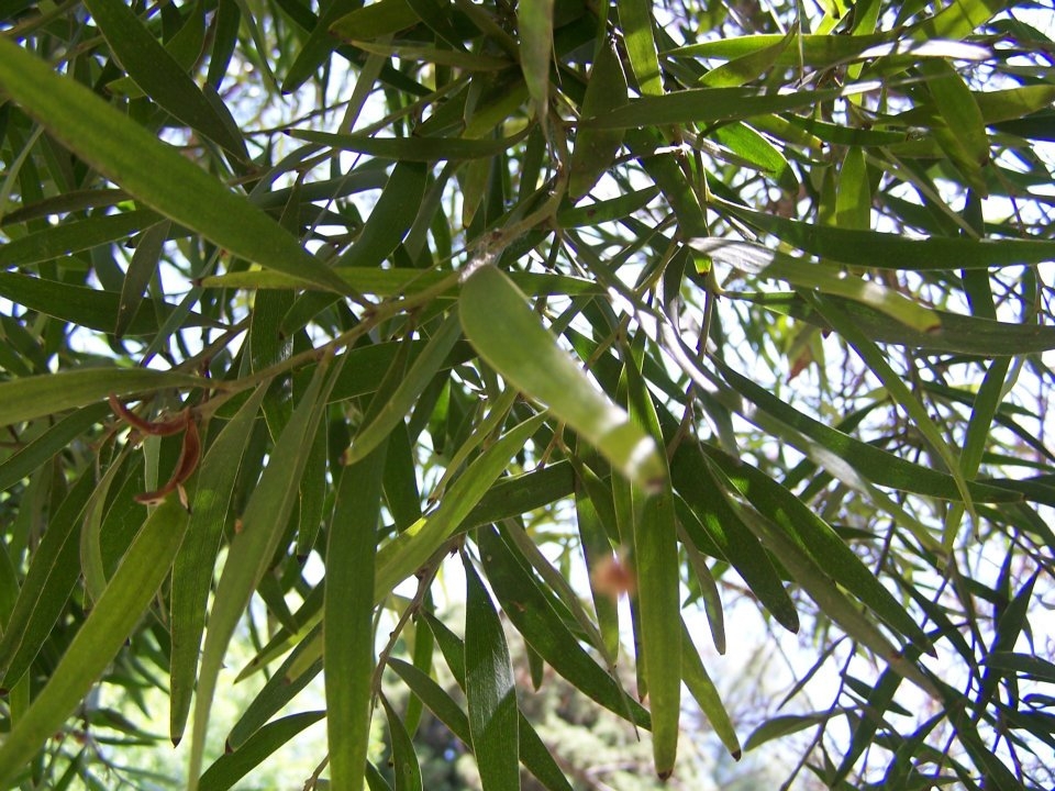acacia+retinoides3.jpg