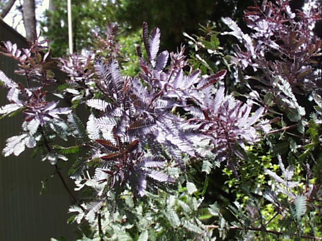 Acacia_baileyana_purpurea_AU6018.jpg