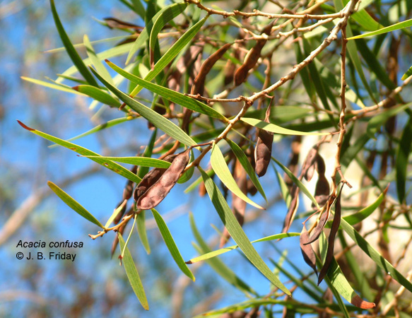 Acacia_confusa_lf_pod.jpg