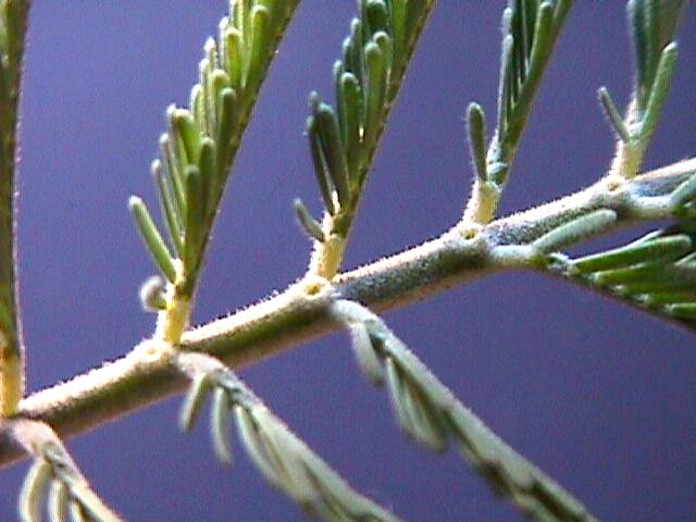 Acacia_dealbata_15.jpg