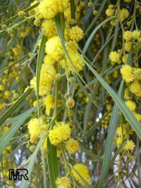 acacia_longifolia4266s.jpg