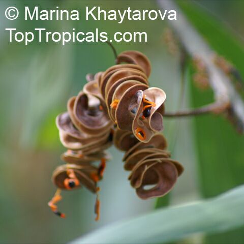 Acacia_mangium_6MKh.jpg