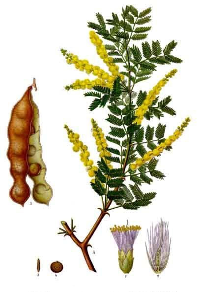 Acacia_senegal_-_K%C3%B6hler%E2%80%93s_Medizinal-Pflanzen-004.jpg
